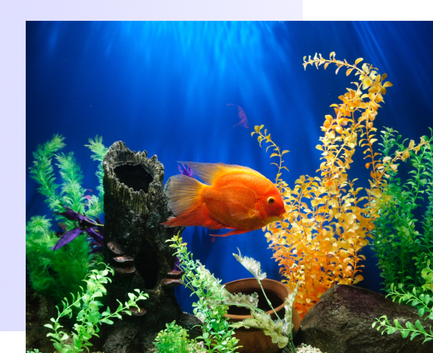 Vissen in gezelschapsaquarium