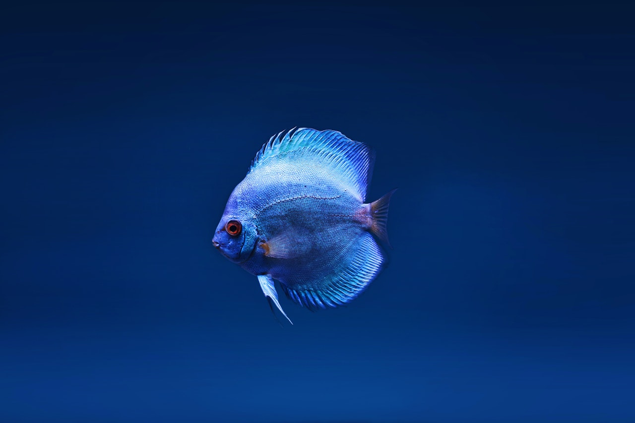 Lonely fish